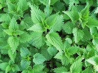 Isırgan Otunun Saça Faydaları Nelerdir?